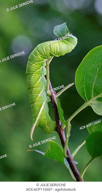Tobacco Hornworm caterpillar, Manduca sexta, eating a leaf, Ontario, Canada