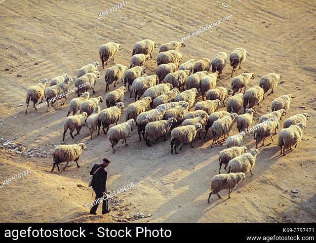 Shepherd and Herd. Mdrid. Spain