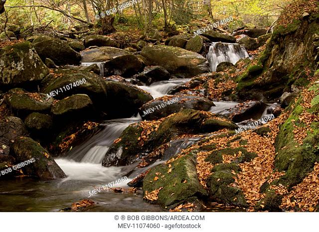 Stream with autumn Beech Tree leaves Lauze Valley, near Pailheres, French Pyrenees