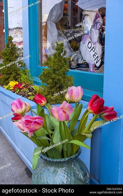 A tulip bouquet in front of a shop in the historic town of La Conner in Washington State, United States
