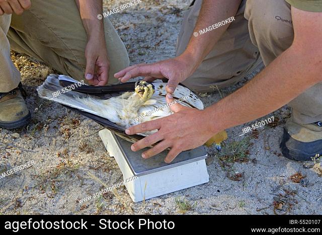Booted eagle (Hieraaetus pennatus) adult, being weighed by researchers, Spain, Europe