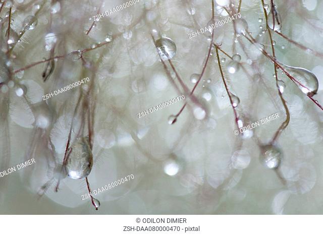Dew droplets on smoketree, close-up