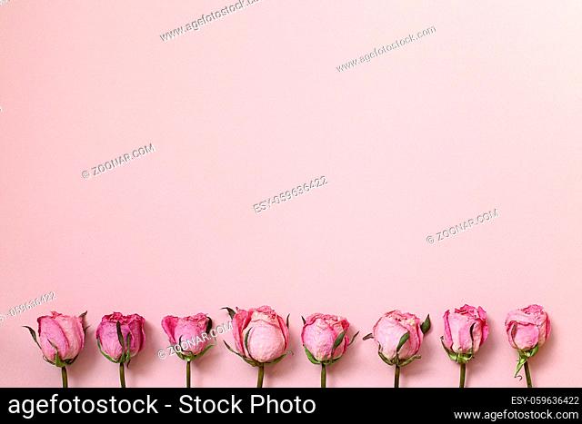 Dry pink rose flowers on pink background. Floral composition, flat lay, top view, copy space