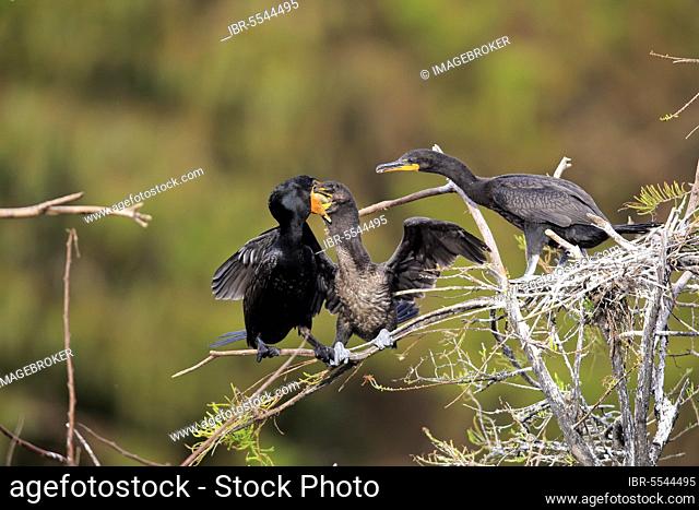 Olivaceous cormorant (Phalacrocorax brasilianus), adult with juveniles feeding on wait, Wakodahatchee Wetlands, Delray Beach, Florida, USA, North America