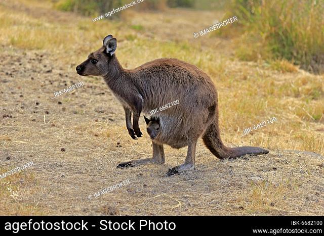 Kangaroo Island grey kangaroo (Macropus fuliginosus fuliginosus), female, mother with young, joey, young in pouch, social behaviour, Kangaroo Island