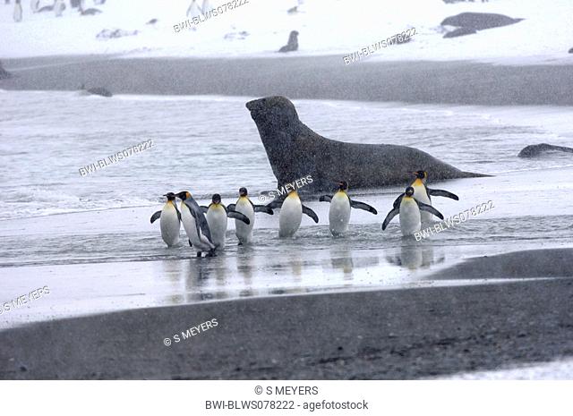 king penguin Aptenodytes patagonicus, group of individuals at the beach, Antarctica, Suedgeorgien