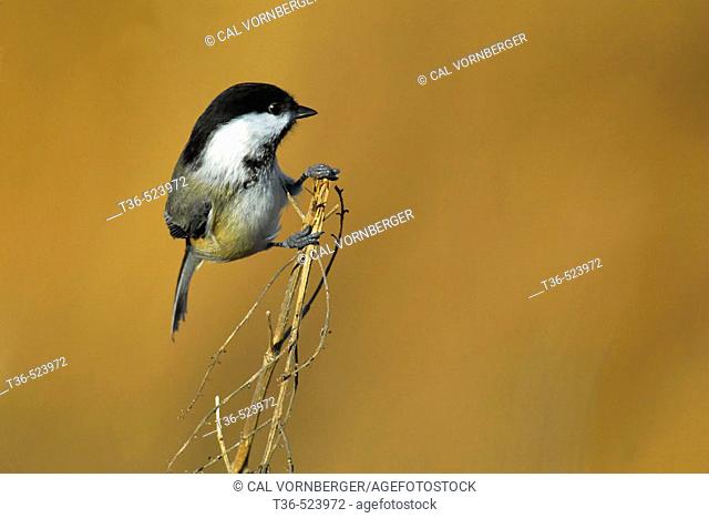 A Black-capped Chickadee (Poecile atricapilla) perched on the tip of a broken limb