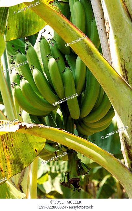 Bananen in der Plantage