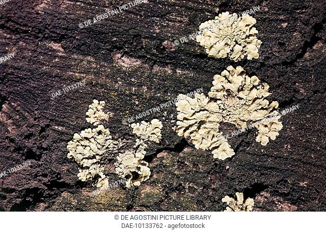 Common Greenshield Lichen (Flavoparmelia caperata), Parmeliaceae
