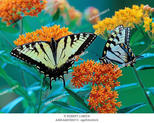 Eastern Tiger Swallowtails (Papilio glaucus) Butterfly Weed (Asclepias tuberosa) NY