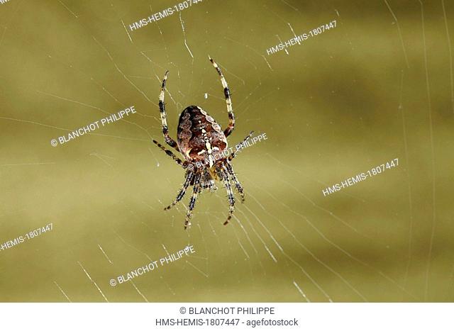 France, Morbihan, Araneae, Araneidae, European garden spider (Araneus diadematus) on its web
