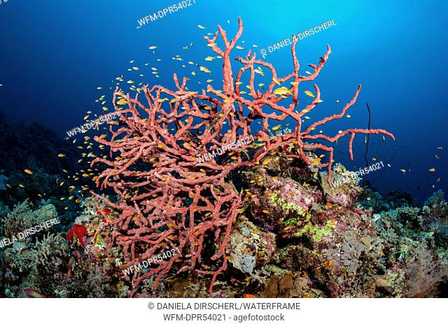 Lyretail Anthias over Coral Reef, Pseudanthias squamipinnis, Shaab Rumi, Red Sea, Sudan