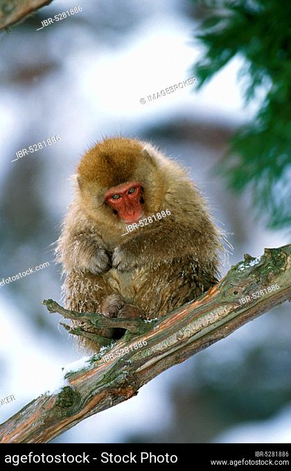 Japanese japanese macaque (macaca fuscata), juvenile on branch, Hokkaido Island in Japan