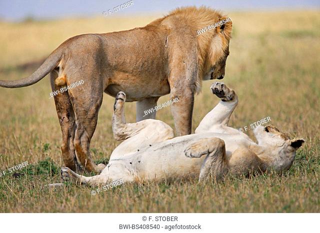 lion (Panthera leo), couple in savannah, Kenya, Masai Mara National Park