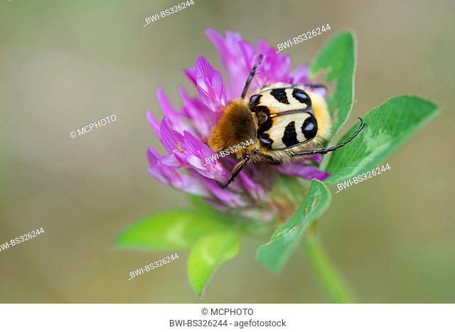 bee chafer, bee beetle (Trichius fasciatus), on Trifolium pratense, Germany