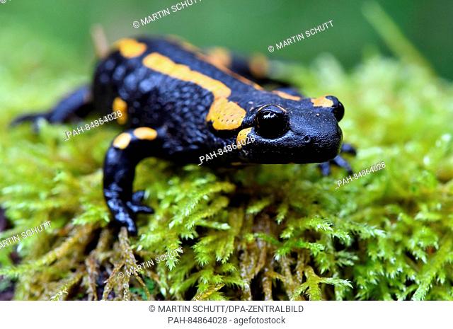 A fire salamander perches on a mossy surface near Oberhof, Germany, 18 October 2016. The Minister of the Environment for Thuringia Anja Siegesmund (Green) was...
