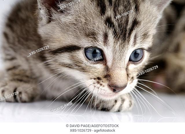 Stock photo of a kitten against a white background
