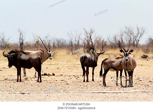 Gemsbok, Oryx gazella and Gnu in african bush, Etosha, Namibia, true wildlife