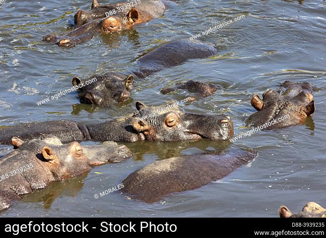 Africa, East Africa, Kenya, Masai Mara National Reserve, National Park, Common Hippo in the water