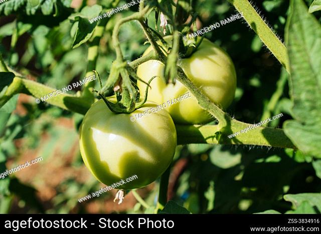 Green tomatoes growing on the tomato plant in an organic vegetable garden. Málaga, Andalucía, Spain, Europe