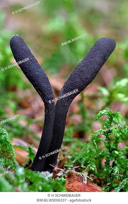 dead moll's fingers Xylaria longipes, fruiting bodies