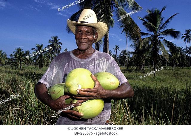 Fresh coconuts, coconut plantation near Salado, Honduras