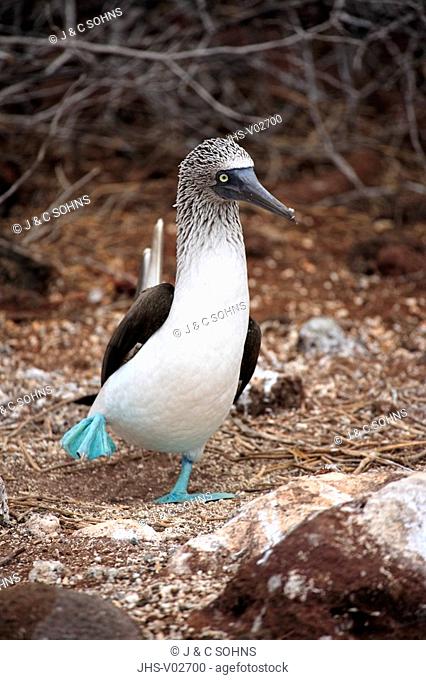 Blue Footed Booby, Sula nebouxii, Galapagos Islands, Ecuador, adult courting
