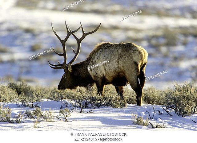 Elk Cervus elaphus on a snowy slope on the Columbia Blacktail Plateau. Wildlife of Yellowstone Park at Lamar Valley Mammoth Falls, Wyoming USA