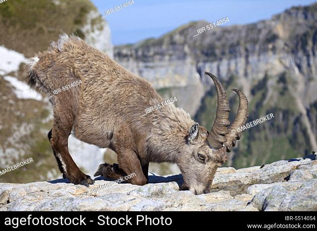 Alpine ibex, alpine ibex, alpine ibexes (Capra ibex), ibex, ibex, goat-like, ungulates, even-toed ungulates, mammals, animals, Alpine ibex adult male