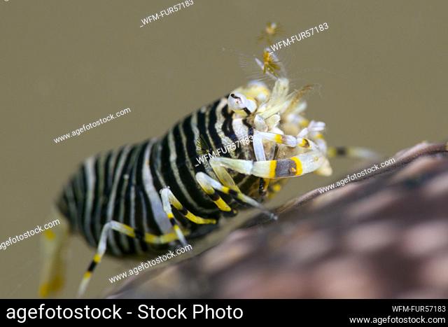 Bumblebee Shrimp, Gnathophyllum americanum, Ambon, Indonesia