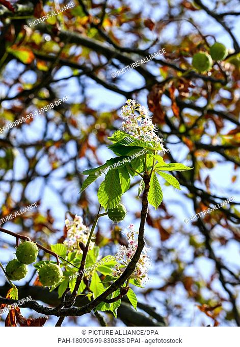 04.09.2018, Brandenburg, Neuruppin: A chestnut tree shows both damaged leaves and typical autumn fruits, as well as a new shoot called ""emergency blossom""