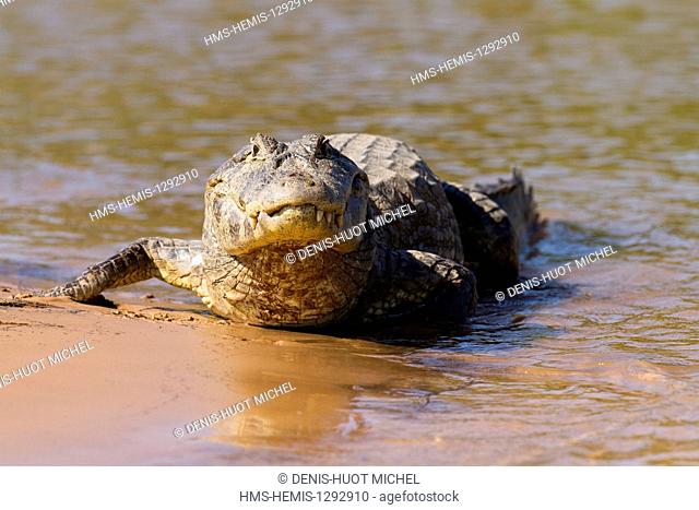 Brazil, Mato Grosso, Pantanal area, listed as World Heritage by UNESCO, Yacare caiman (Caiman yacare)