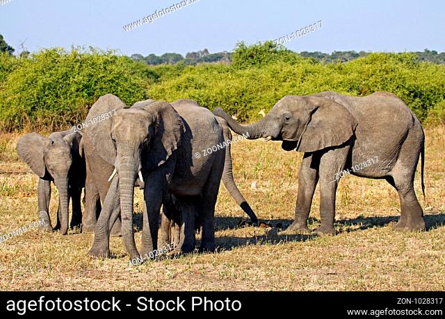 Afrikanische Elefanten (Loxodonta africana) im Chobe Nationalpark, Botswana