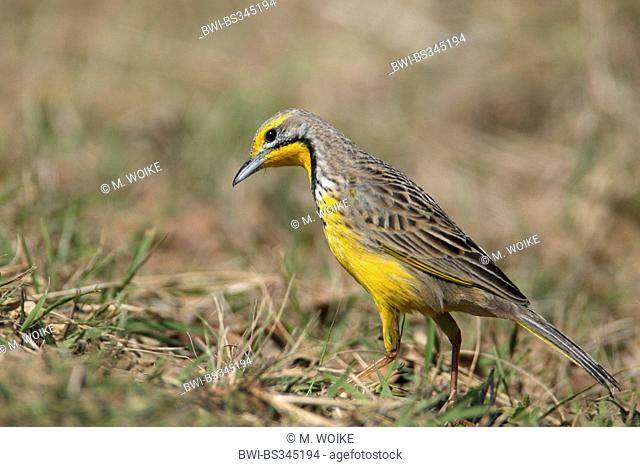 Yellow-throated longclaw (Macronyx croceus), sitting on the ground, South Africa, St. Lucia Wetland Park