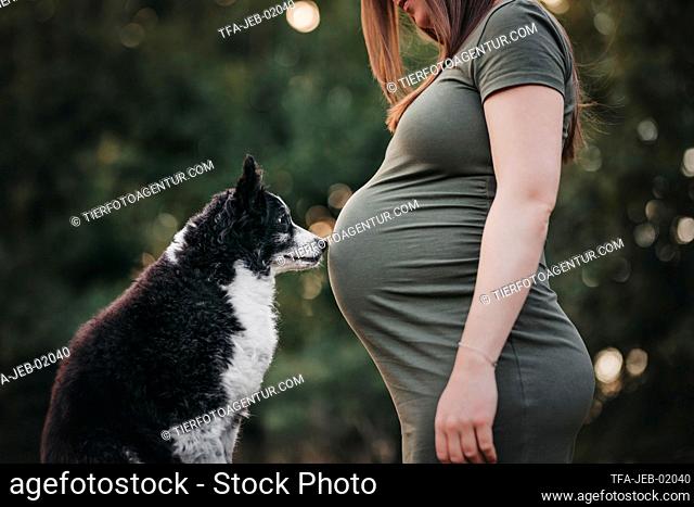 pregnant woman and Australian Shepherd