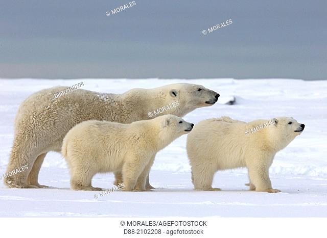 United States , Alaska , Arctic National Wildlife Refuge , Kaktovik , Polar Bear( Ursus maritimus ) , female adult with 2 cubs from the year