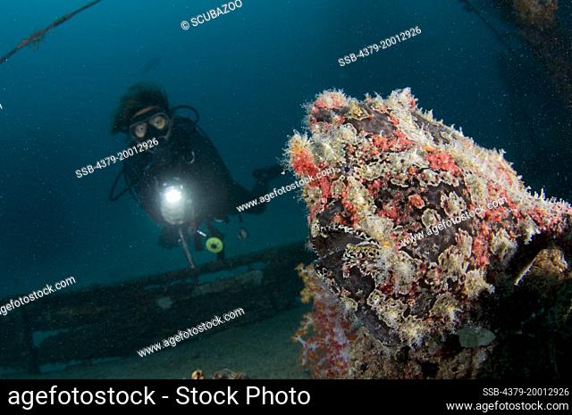 Giant frogfish, Antennarius commersoni, Diver observing frogfish, Kapalai, Sabah, Borneo, Malaysia