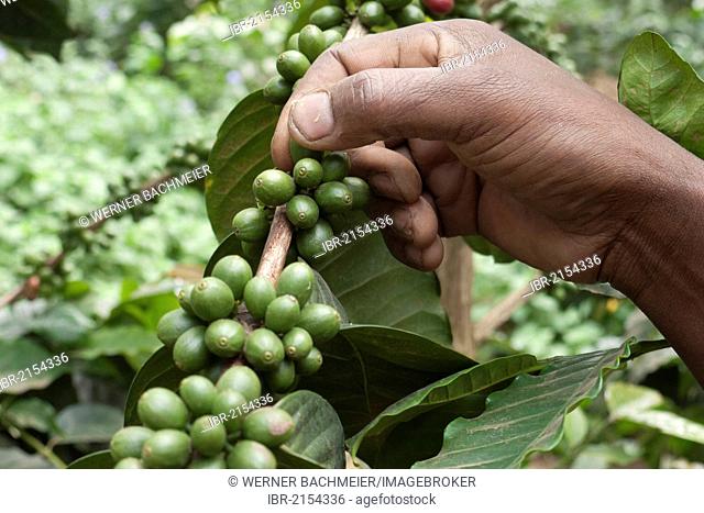 Hand picking unripe, green coffee beans on the bush, coffee plantation on the slopes of Mount Meru near Arusha, Tanzania, Africa
