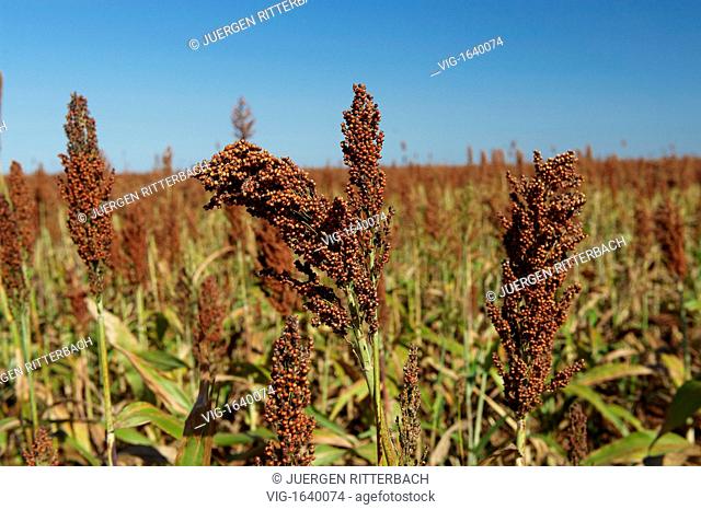 field of sorghum, Sorghum bicolor, Mato Grosso, Brasil - MATO GROSSO, BRASIL, 25/07/2009