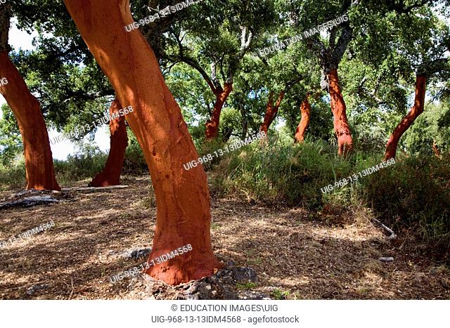 Red tree trunks freshly harvested bark Quercus suber, Cork oak, Sierra de Grazalema natural park, Spain