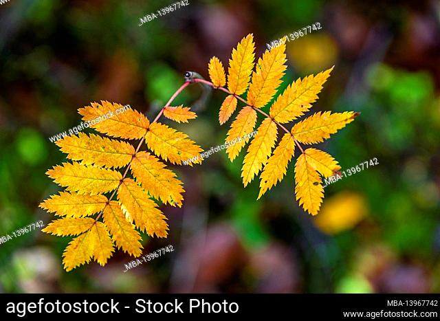 autumn colored leaves, close-up, nature in detail, forest still life
