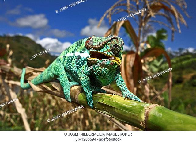 Panther Chameleon (Furcifer pardalis), Ambilobe, West Coast, Madagascar, Africa