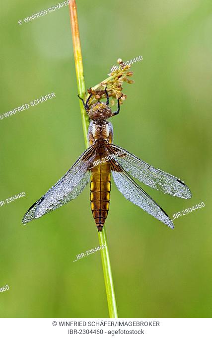 Broad-bodied Chaser Dragonfly (Libellula depressa), female, Vulkan Eifel, Rhineland-Palatinate, Germany, Europe