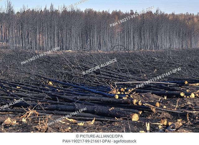 15 February 2019, Brandenburg, Treuenbrietzen: Large parts of a burnt forest near the federal highway 102 have already been cleared