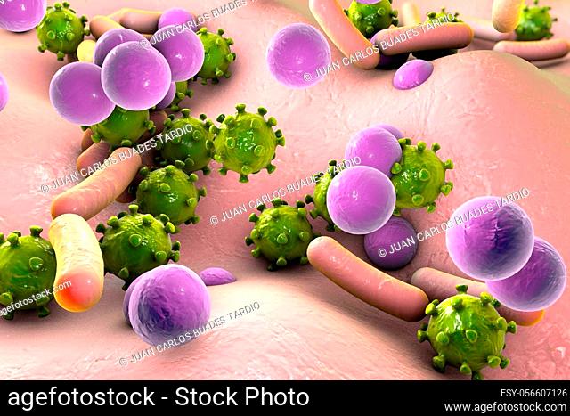 Bacteria and viruses on surface of skin or mucous membrane, mode