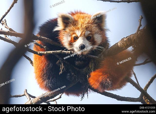 Nepal, Himalaya, Singalila National Park, Little Panda (Ailurus fulgens), in a tree
