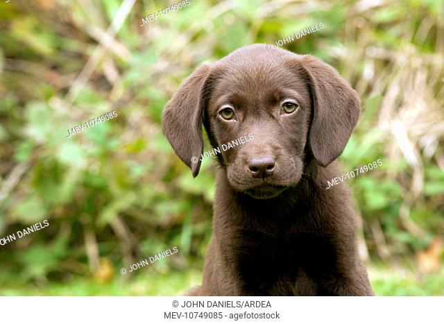DOG - Chocolate labrador puppy (13 weeks)