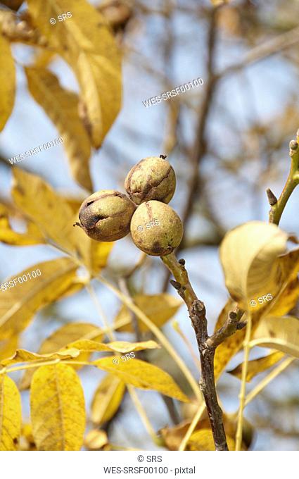 Germany, Nennslingen, Close up of walnuts on limb