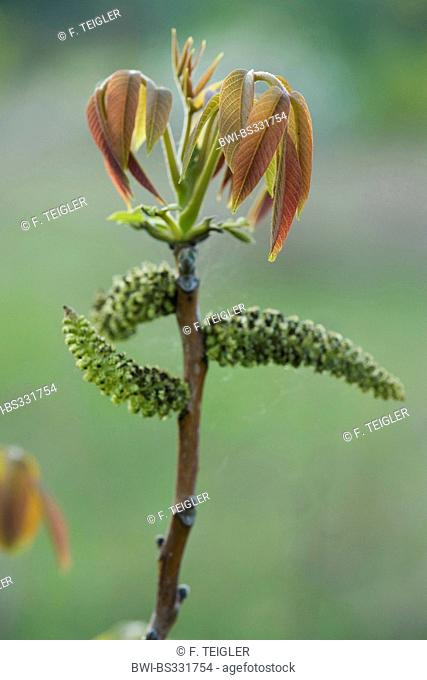 walnut (Juglans regia), leaf shoot and male catkins, Germany