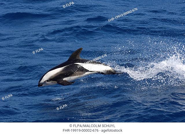 Hourglass Dolphin Lagenorhynchus cruciger adult, porpoising from sea, South Atlantic Ocean, South Georgia